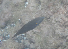 Stethojulis balteata