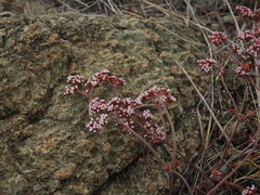 Chorizanthe staticoides