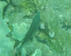 Stethojulis balteata