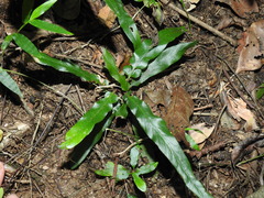 Asplenium attenuatum