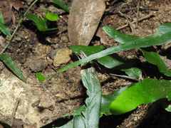 Asplenium attenuatum