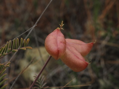 Astragalus curtipes
