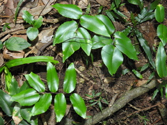 Pellaea paradoxa