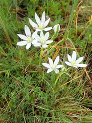 Ornithogalum comosum
