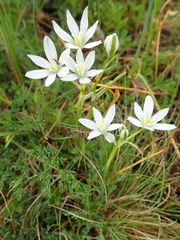 Ornithogalum comosum