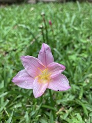 Zephyranthes lindleyana