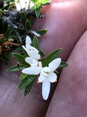 Pseudanthus pimeleoides