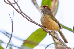 Hylophilus amaurocephalus