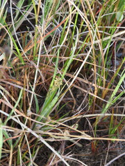 Carex buxbaumii