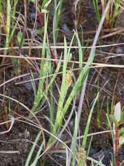 Carex buxbaumii
