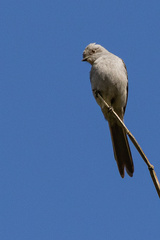Muscipipra vetula