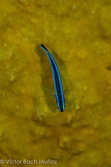 Elacatinus oceanops