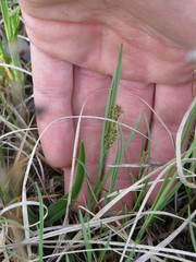 Carex buxbaumii