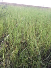 Fimbristylis caroliniana