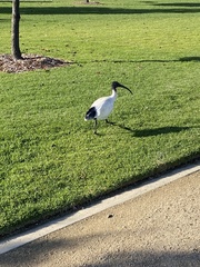Threskiornis molucca