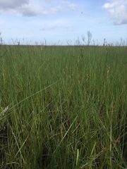 Fimbristylis caroliniana