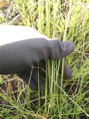 Fimbristylis caroliniana