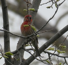 Haemorhous mexicanus