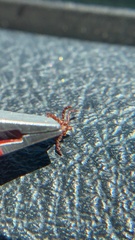 Dermacentor andersoni