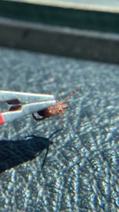 Dermacentor andersoni