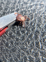 Dermacentor andersoni