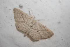 Idaea elongaria