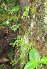 Tmesipteris sigmatifolia