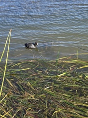 Fulica atra australis