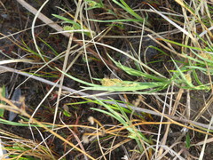 Carex buxbaumii