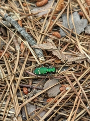 Cicindela patruela