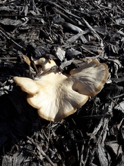 Pleurotus