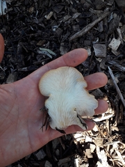Pleurotus