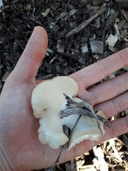Pleurotus