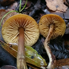 Callistosporium luteo-olivaceum image