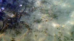 Halophila