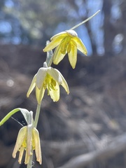 Fritillaria viridea