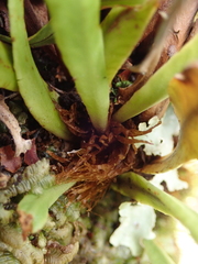 Notogrammitis rigida