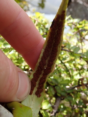 Notogrammitis rigida