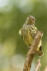 Oxyruncus cristatus