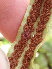 Notogrammitis rigida