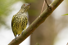 Oxyruncus cristatus