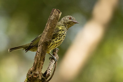 Oxyruncus cristatus