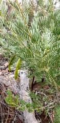 Senna artemisioides artemisioides