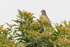 Patagioenas plumbea