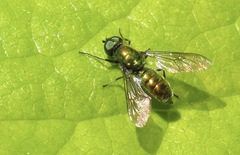 Sargus viridis