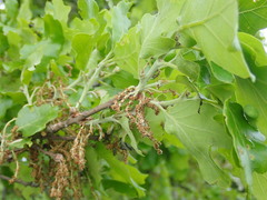 Quercus pubescens pubescens