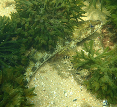 Platycephalus laevigatus