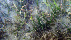 Posidonia australis