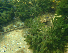 Platycephalus laevigatus