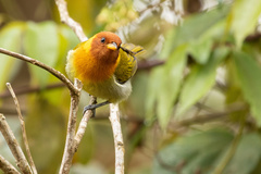 Hemithraupis ruficapilla